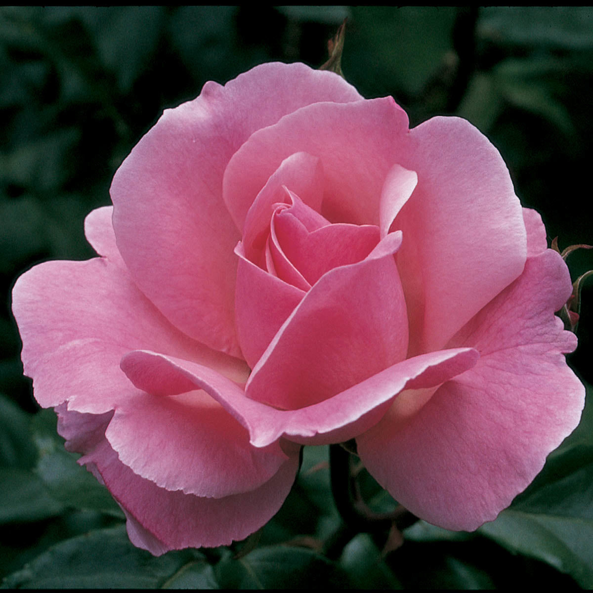 Queen Elizabeth