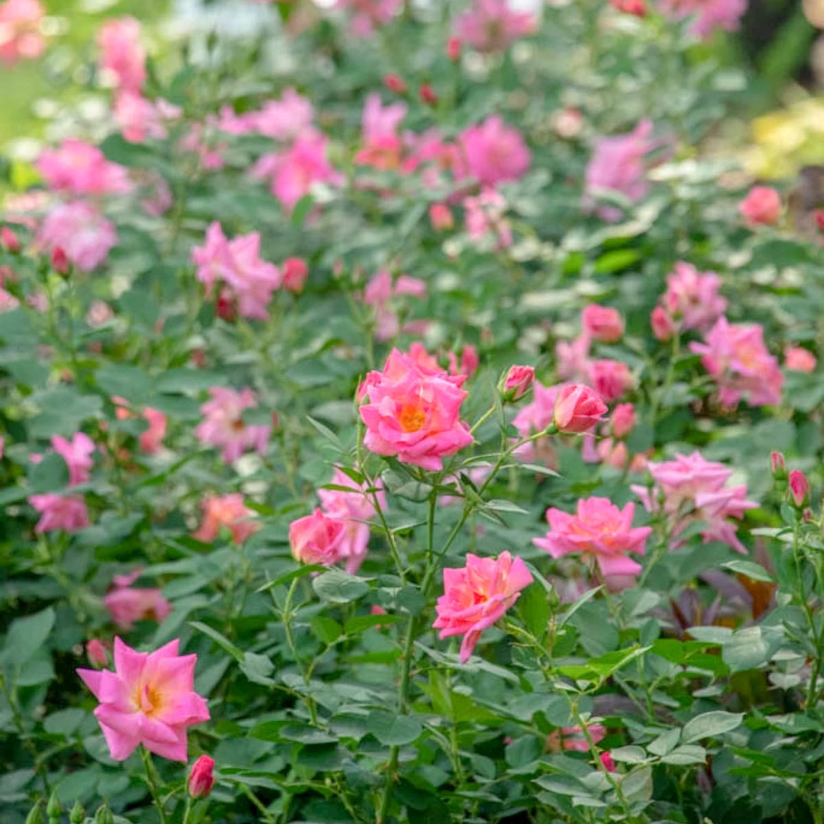 Pink Freedom™