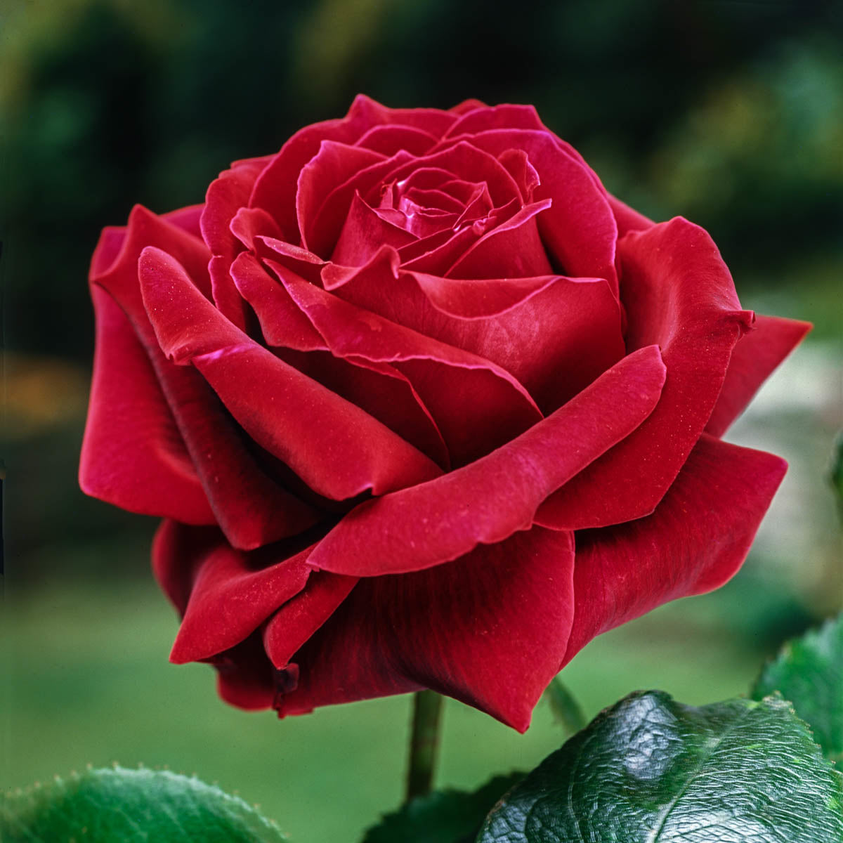 mr lincoln rose seeds Mister Lincoln – Weeks Roses