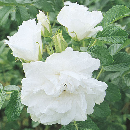Blanc Double de Coubert