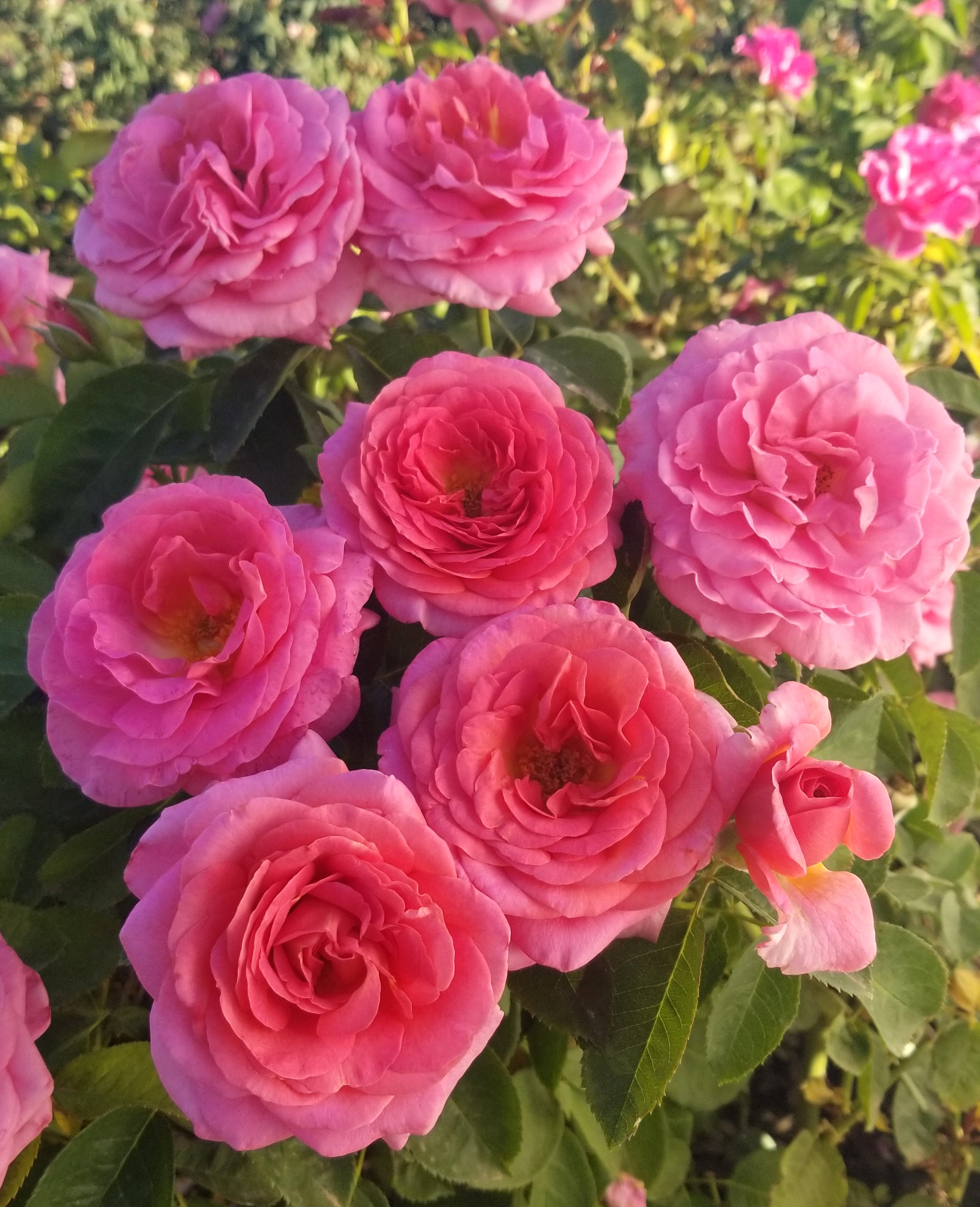 Time After Time™ – Weeks Roses