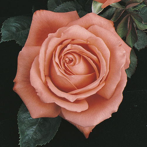 Tropicana Weeks Roses