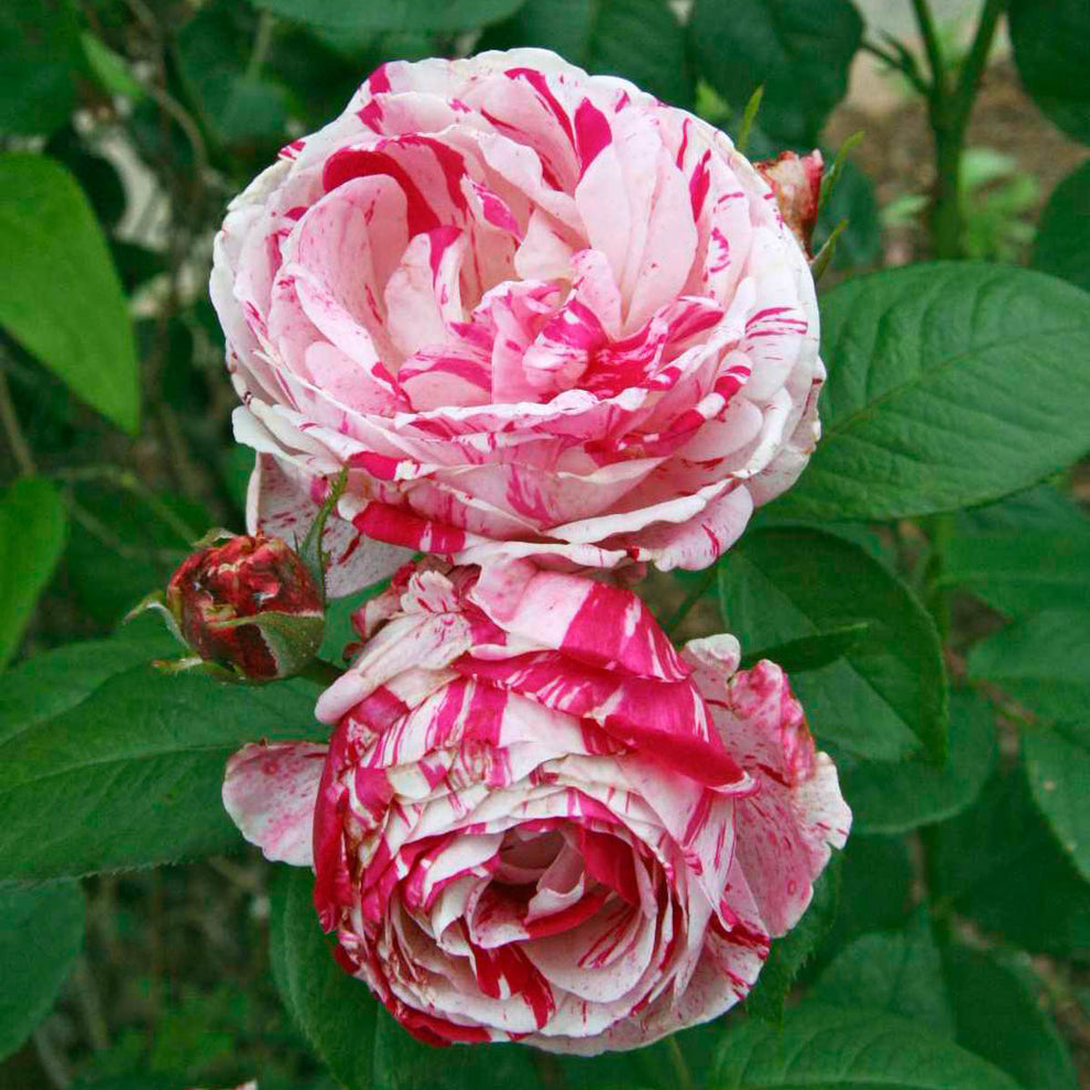 Scentimental – Weeks Roses