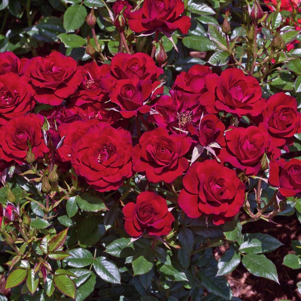 Ruby Ruby™ – Weeks Roses