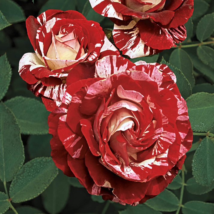 Rock & Roll™ Weeks Roses