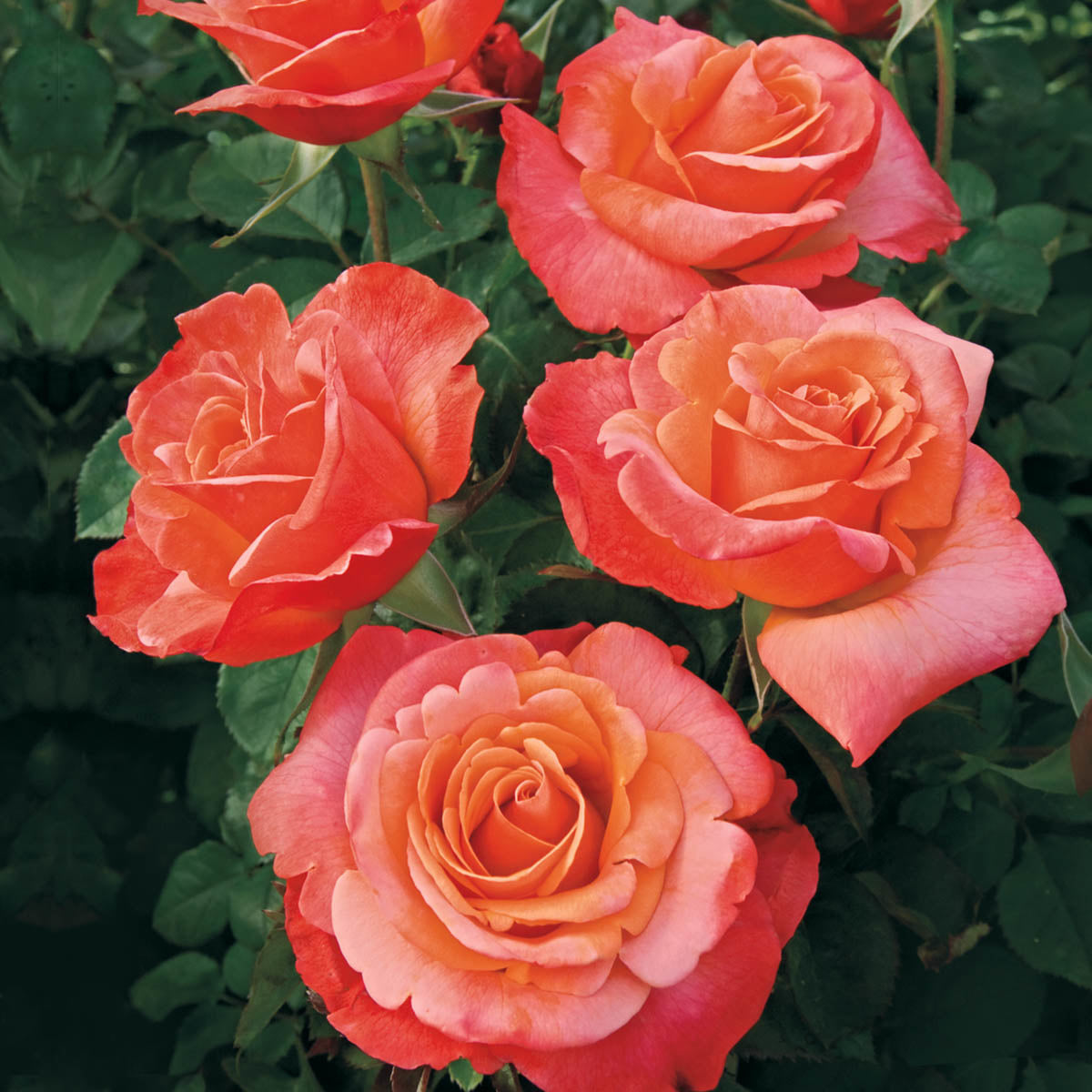 Colorific™ Weeks Roses
