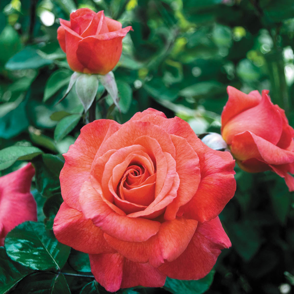 Sedona® Weeks Roses
