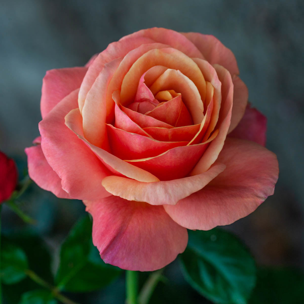 Anna's Promise®