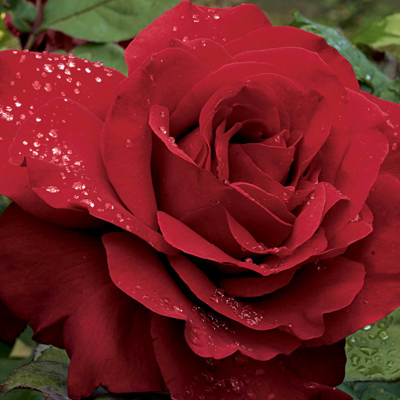 Legends™ Weeks Roses