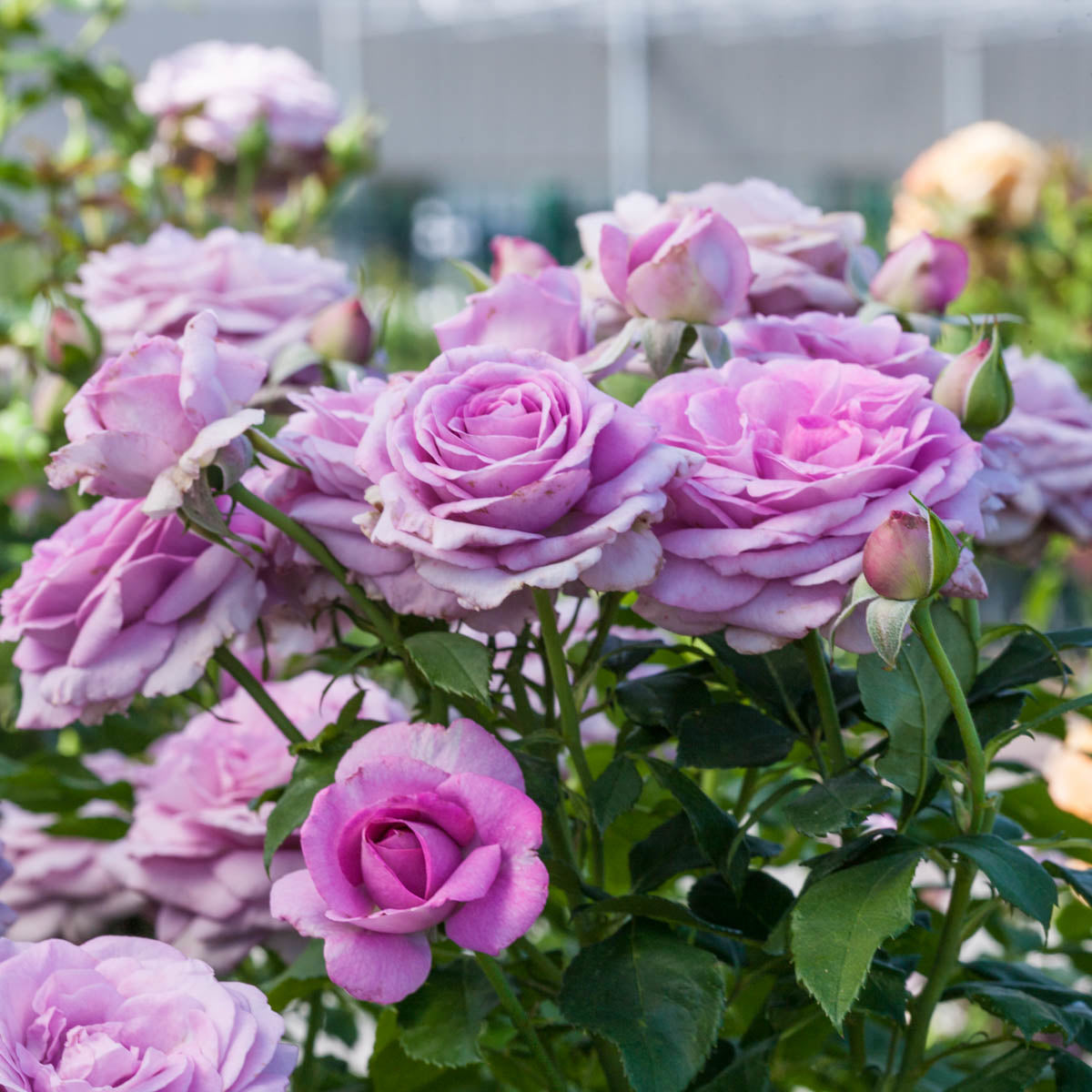 Violet's Pride™ – Weeks Roses