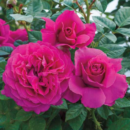Pretty Lady Rose™