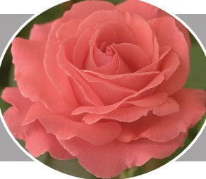 Products – Weeks Roses