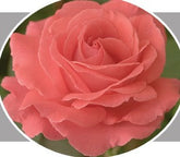 Products – Weeks Roses