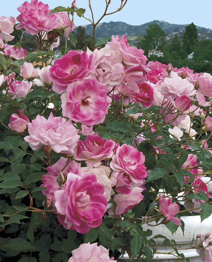 Brilliant Pink Iceberg – Weeks Roses