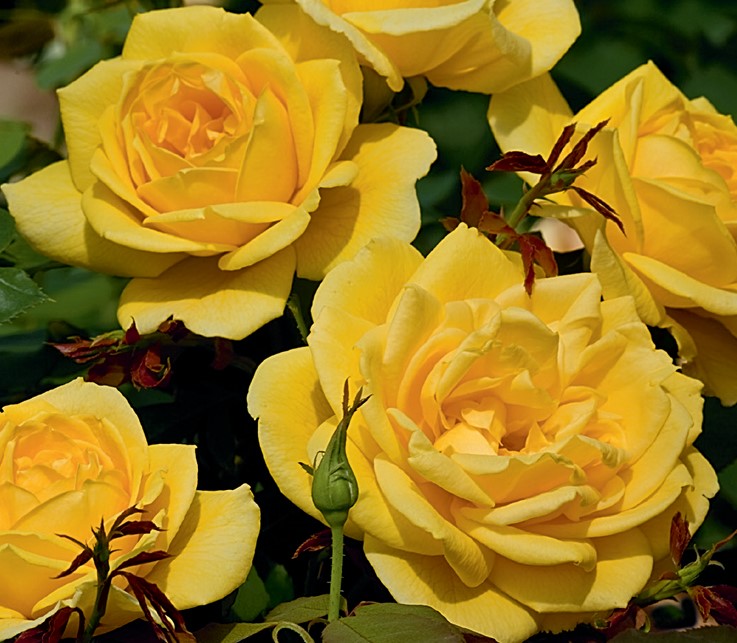 ChChing!™ Weeks Roses