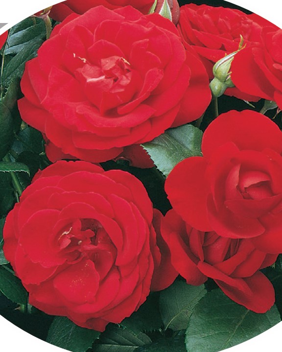 Dublin Bay – Weeks Roses