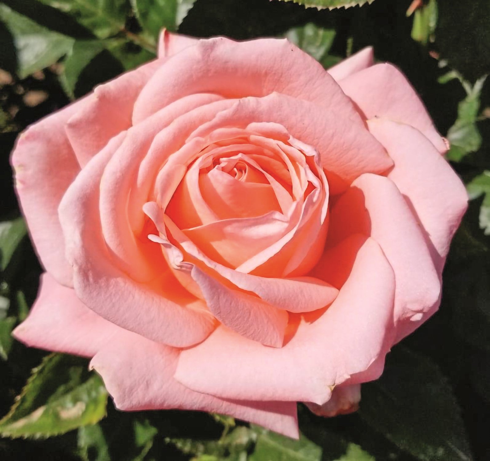 Heavenly Scented™ – Weeks Roses
