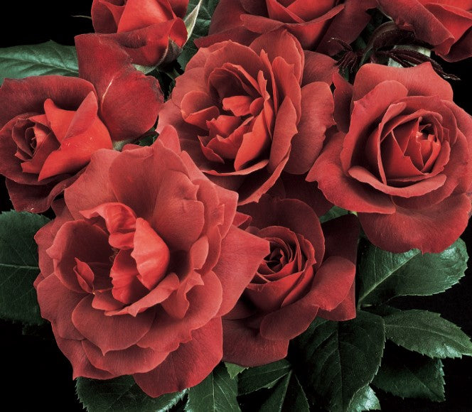 Hot Cocoa® – Weeks Roses