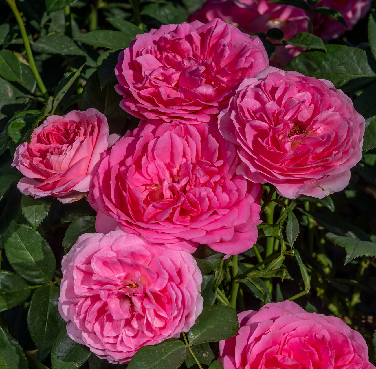 Miss Manners™ Weeks Roses