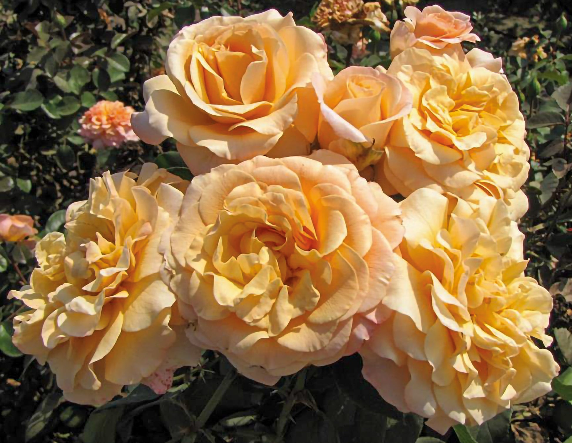 Morning Glow™ Weeks Roses