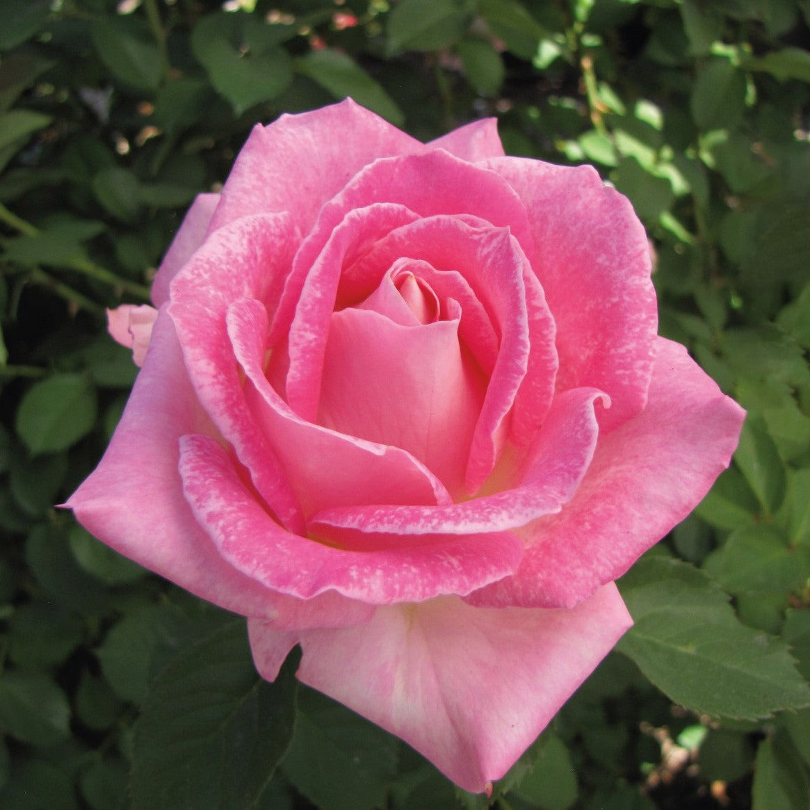 Painted Porcelain™ Weeks Roses