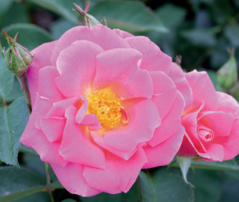 Pink Freedom™ – Weeks Roses