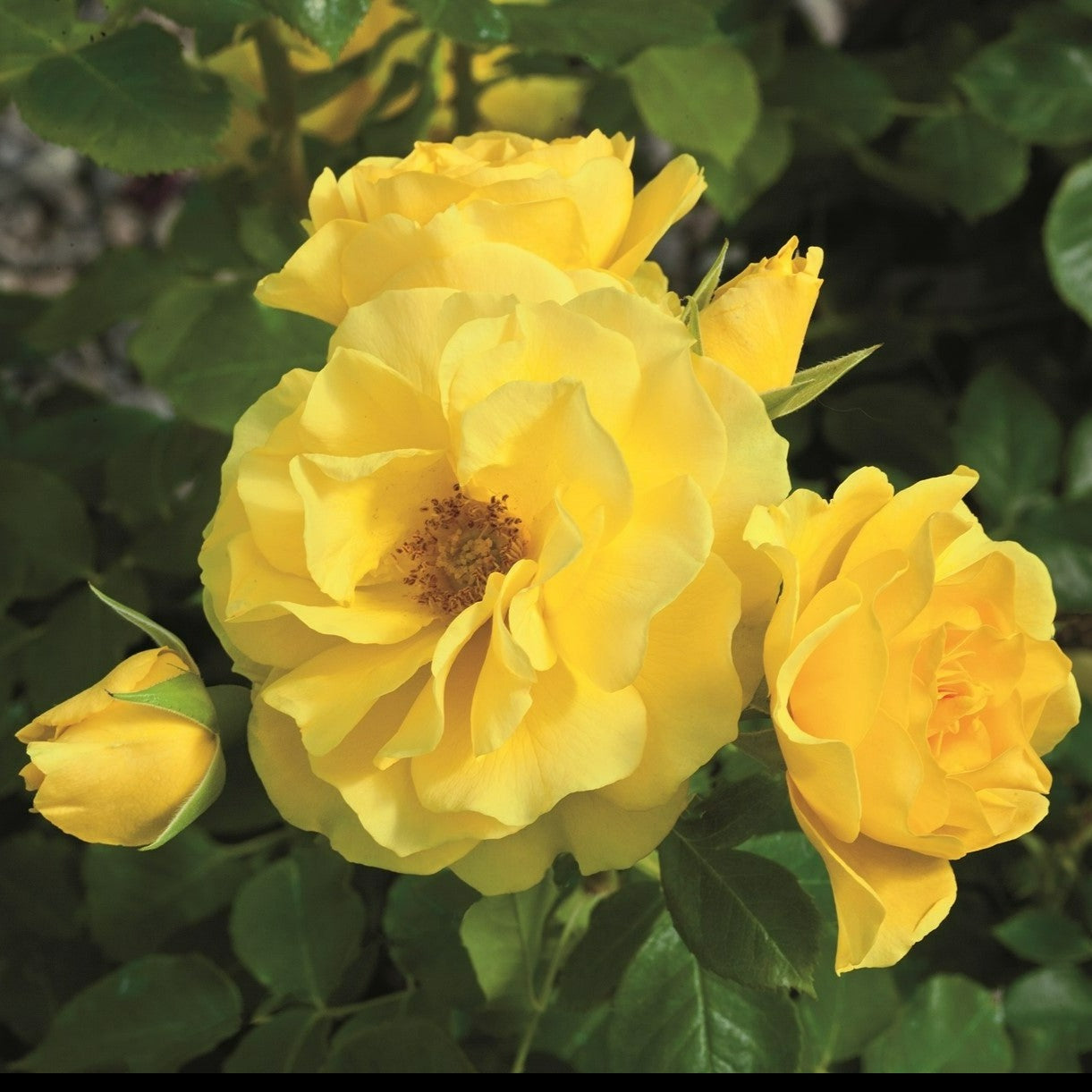 Sparkle & Shine™ – Weeks Roses