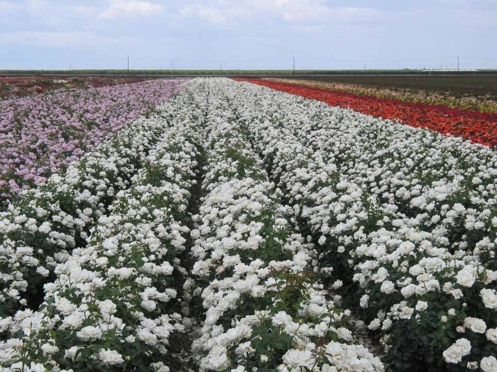 COMPANY HISTORY – Weeks Roses