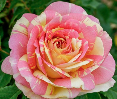 Pop Art ™ – Weeks Roses