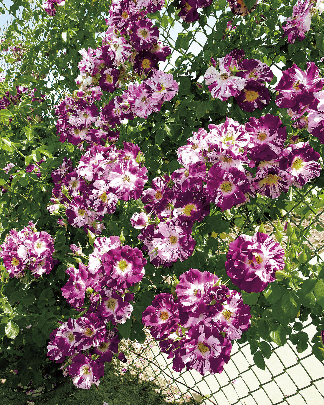 Purple Splash™ Weeks Roses