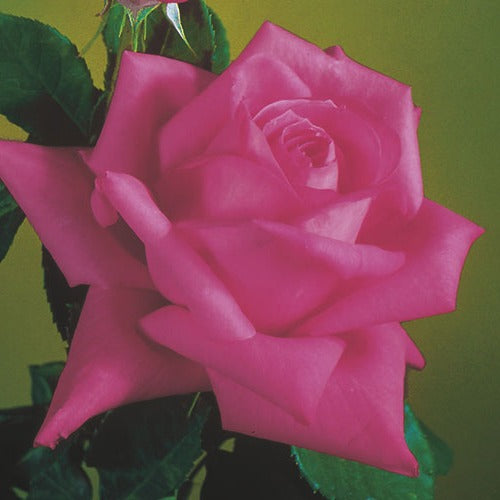 Miss All-American Beauty – Weeks Roses