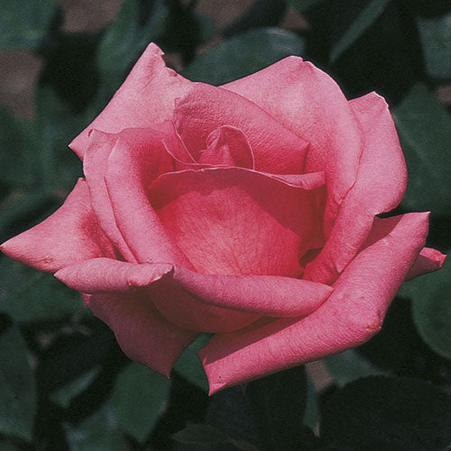 Pink Peace – Weeks Roses