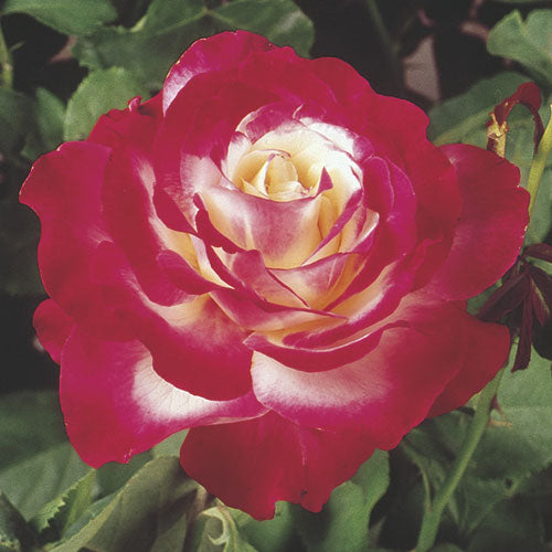 Double Delight – Weeks Roses