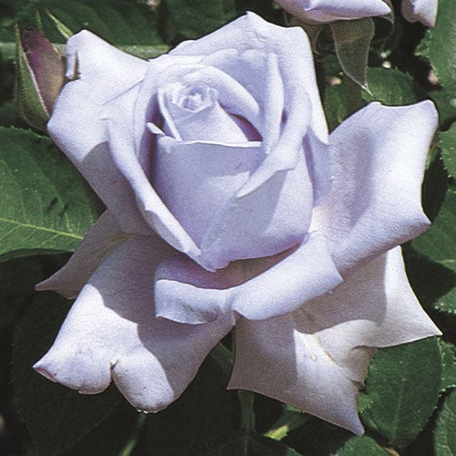 Products – Weeks Roses