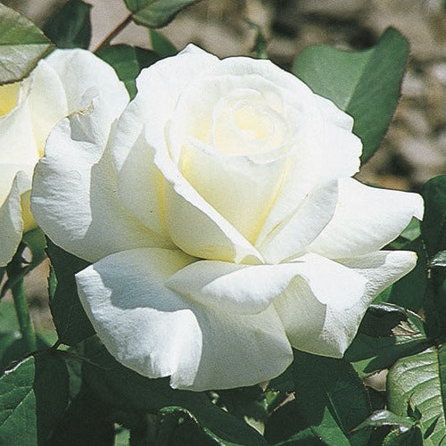 Honor – Weeks Roses