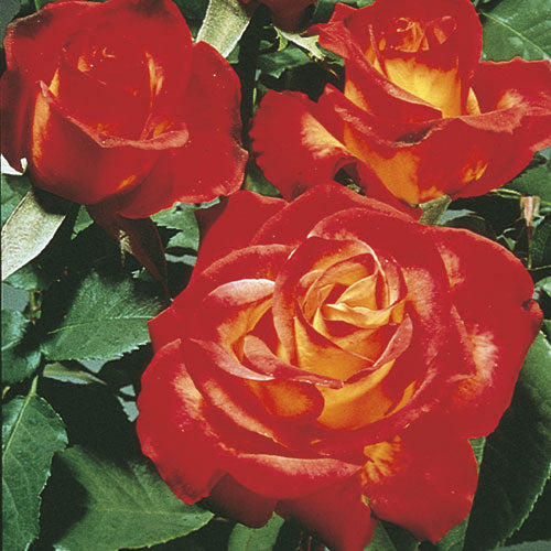 Perfect Moment – Weeks Roses