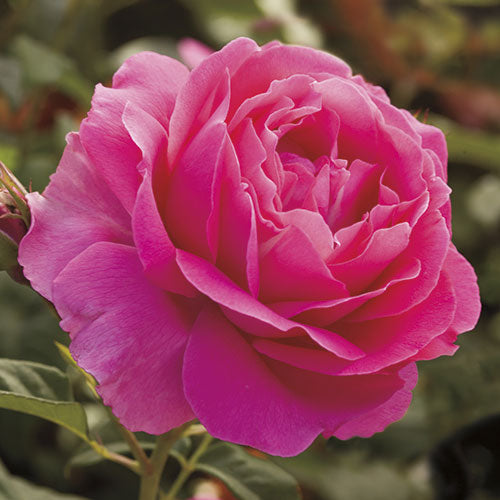 Grande Dame™ Weeks Roses