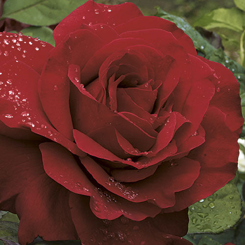 Legends™ – Weeks Roses