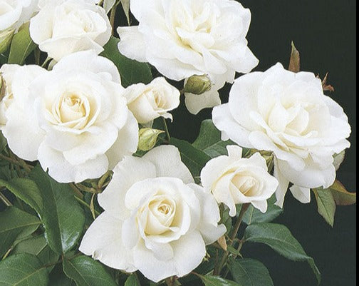 Iceberg – Weeks Roses