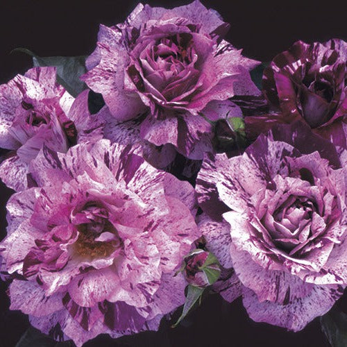 Purple Tiger Weeks Roses