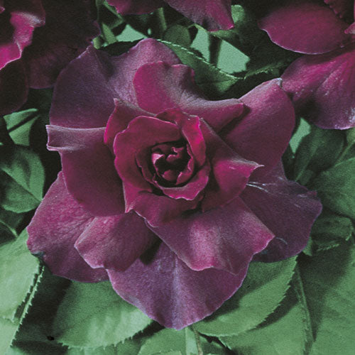 Intrigue – Weeks Roses