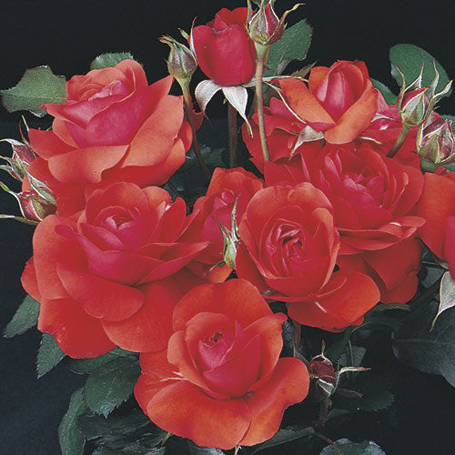 Trumpeter Weeks Roses