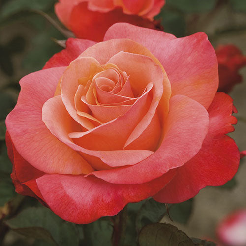 Colorific™ – Weeks Roses