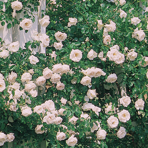 Roses – Page 6 – Weeks Roses