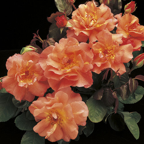 Westerland Weeks Roses