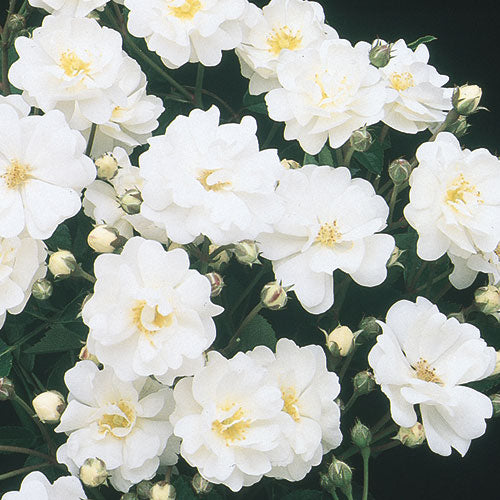 Gourmet Popcorn – Weeks Roses