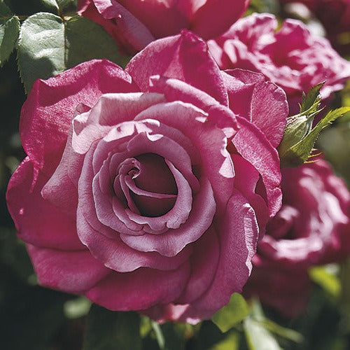 Heirloom Weeks Roses