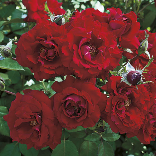 gowlers plants For Your Eyes Only Floribunda Rose Bush Bare Root Rose of the Year 2015