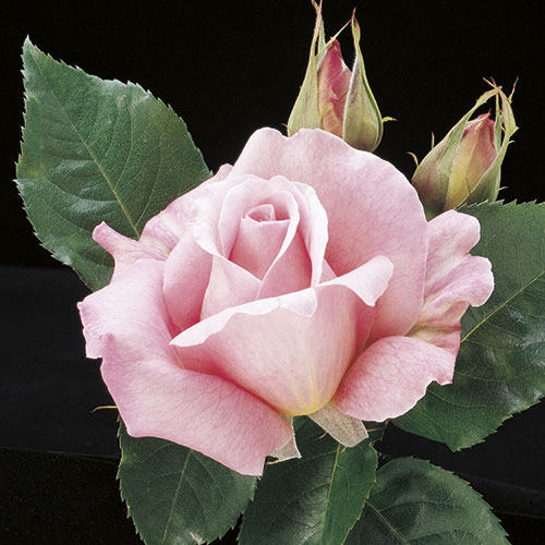rose tiffany