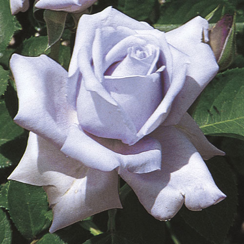 Blue Girl Rose Mauve Lavender 5 Gal Live Bush Plants Hybrid Tea Plant Fine Roses 